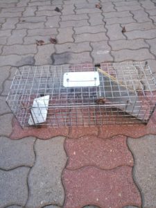 állatbefogó ketrec kicsi